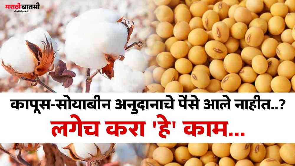 Soybean Cotton Subsidy